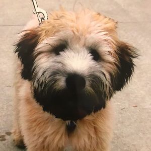 Meet your Posher, Denise